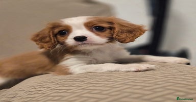 Cavalier King Charles Spaniel dogs FULLY HEALTH TESTED PARENTS KC REG MALE PUPPY - Advert 7