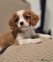 Cavalier King Charles Spaniel dogs FULLY HEALTH TESTED PARENTS KC REG MALE PUPPY - Advert 13
