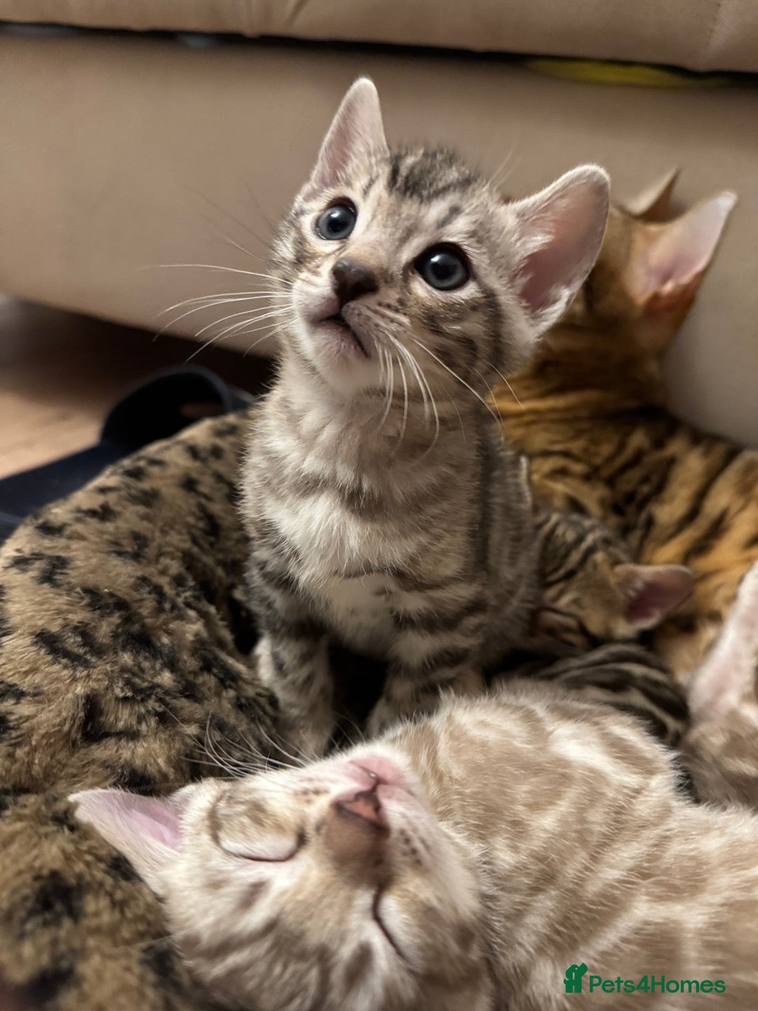 Bengal cats for sale: Purebred Bengal Kittens – Ready for Loving Homes - Advert 29