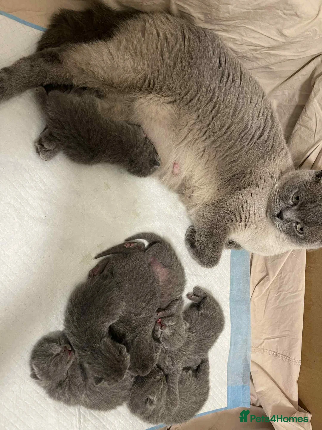 British Shorthair cats for stud: CHUNKY, GORGEOUS BSH STUD  - Advert 10