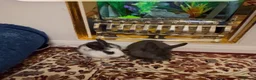 Mini Lop rabbits for sale: Mini lop baby rabbit  - Advert 3