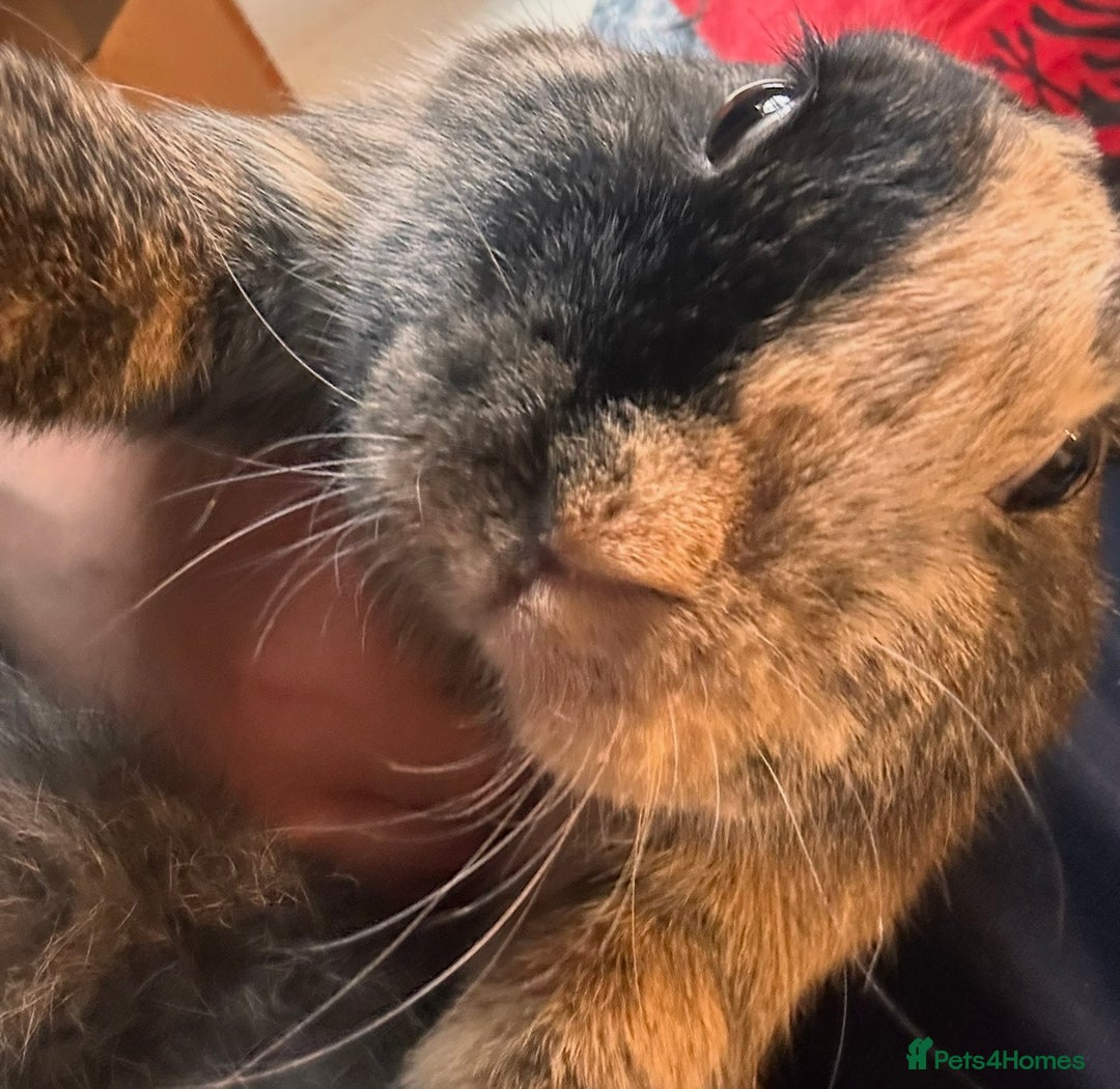 Mixed Breed rabbits for sale: Two Bunnies  - Advert 1