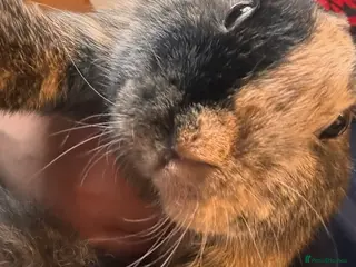 Mixed Breed rabbits Two Bunnies - Advert 18