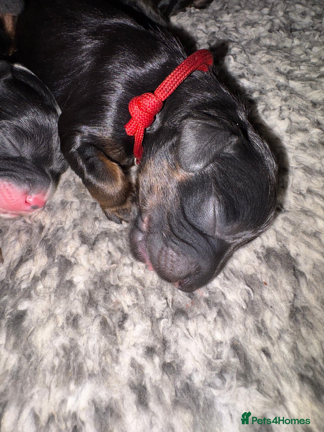 Mixed Breed dogs for sale: Beautiful Cavapoo puppies  - Advert 37