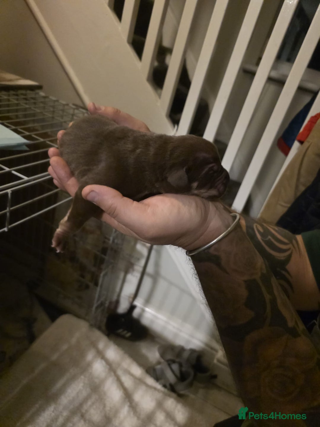 Cane Corso dogs for sale: Cane corso pups - Image 25