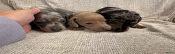 Miniature Dachshund dogs for sale: Miniature Dachshund puppies - Advert 5