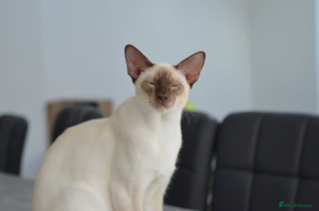 Siamese cats for stud: GORGEOUS WEDGEHEAD TYPE SIAMESE STUD - Image 15