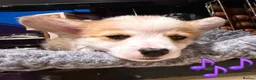 Welsh Corgi Pembroke dogs for sale: Pembrokeshire welsh corgi puppues in Lisburn - Advert 6