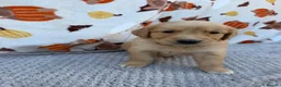 Golden Retriever dogs for sale: Beautiful golden retriever puppies - Advert 19