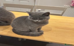 British Shorthair cats for sale: Gorgeous British Shorthair Kittens Chunky, Loving  - Image 17