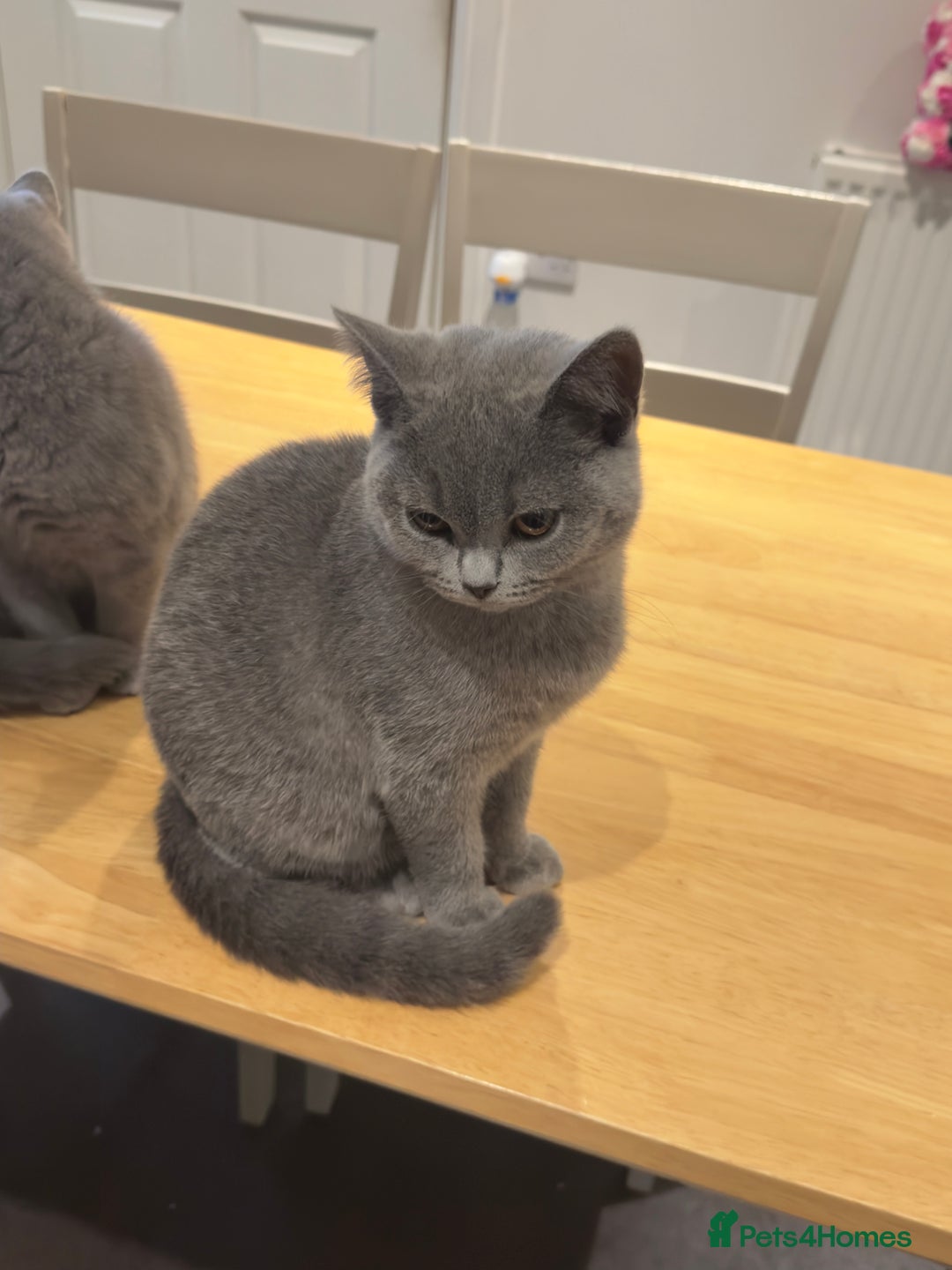 British Shorthair cats for sale: Gorgeous British Shorthair Kittens Chunky, Loving  - Image 17
