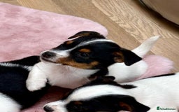 Jack Russell dogs for sale: Traditional Miniature Jack Russell Puppies! - Advert 23