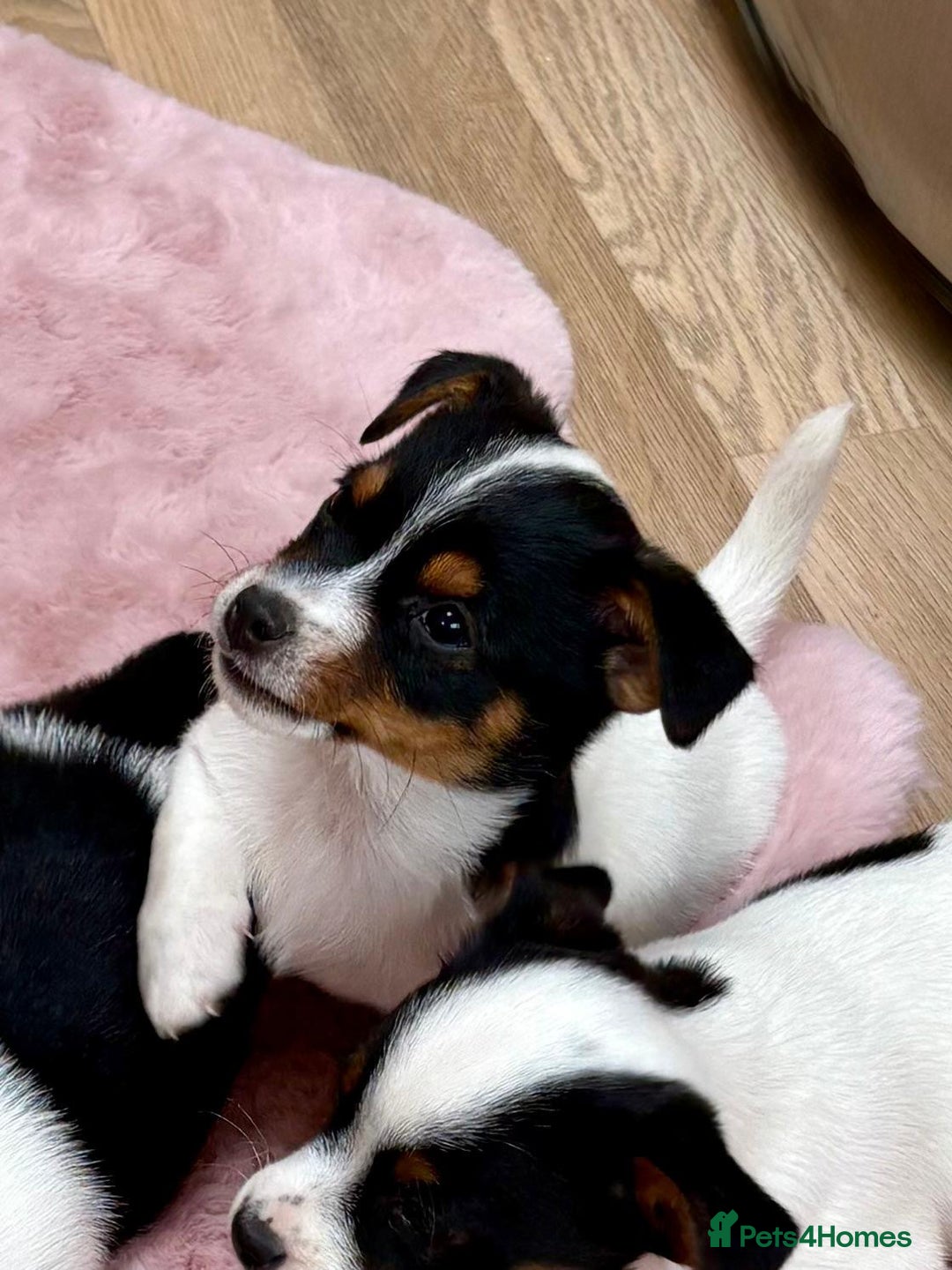 Jack Russell dogs for sale: Traditional Miniature Jack Russell Puppies! - Advert 23