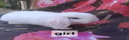 Mini Lop rabbits for sale: Mini lop babies - Advert 5
