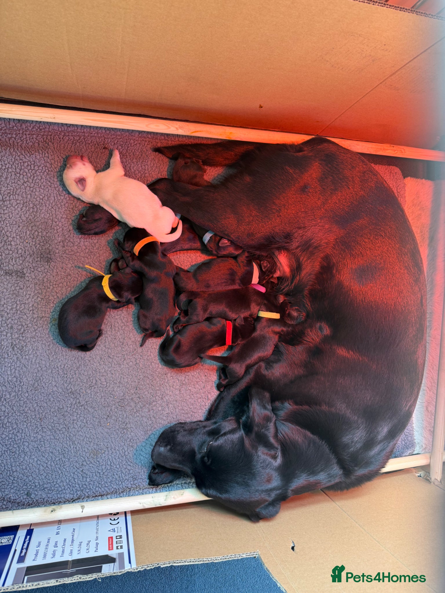 Labrador Retriever dogs HORSLEYFIELD KC reg Black Labrador Dog Puppies - Advert 2