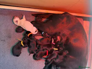 Labrador Retriever dogs HORSLEYFIELD KC reg Black Labrador Dog Puppies - Advert 2