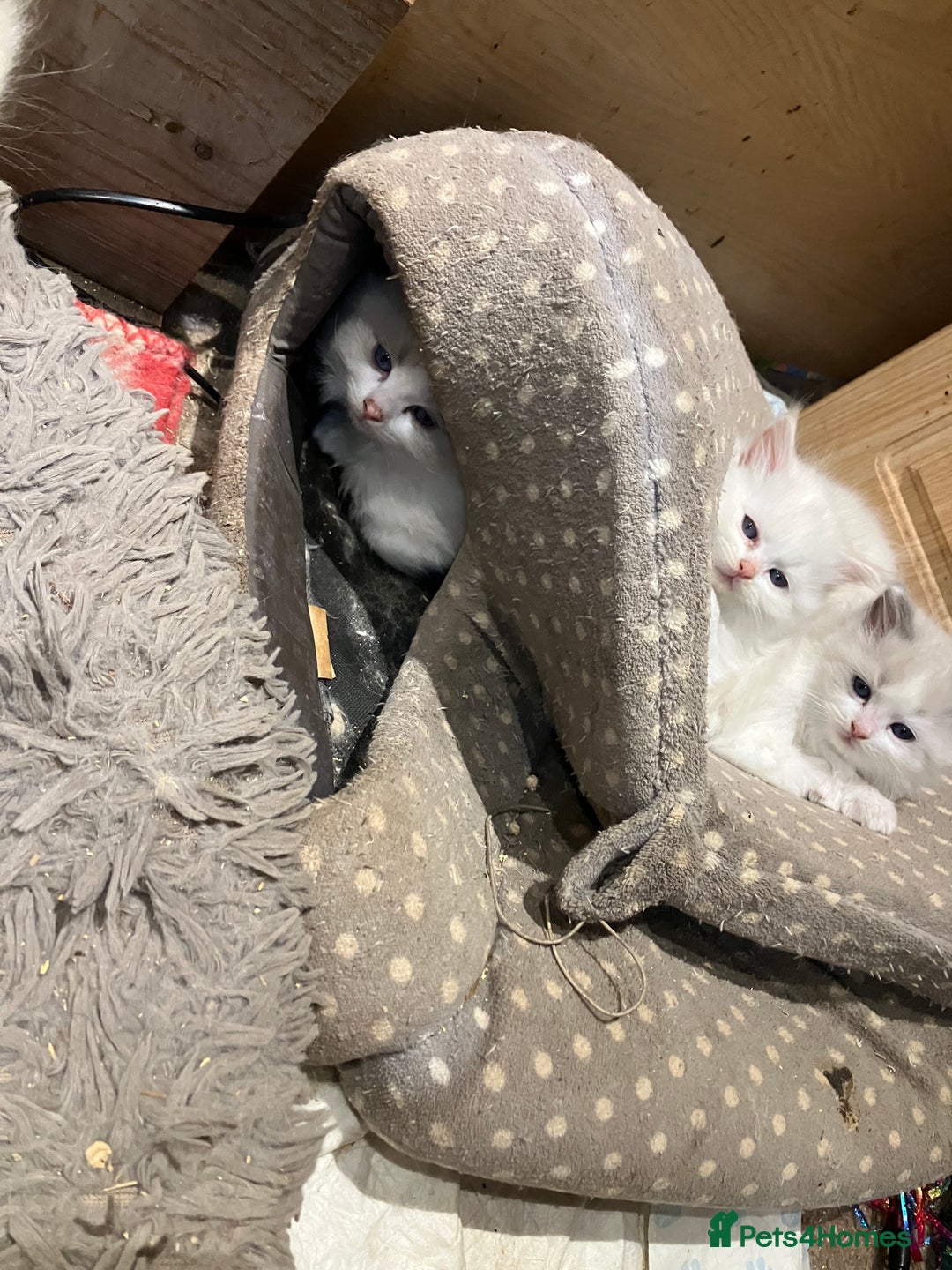 Ragdoll cats for sale: Stunning pure Ragdolls  - Advert 14