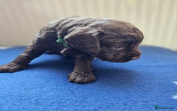 Cockapoo dogs for sale: Beautiful Chunky f2 Cockapoo Puppies  - Image 4
