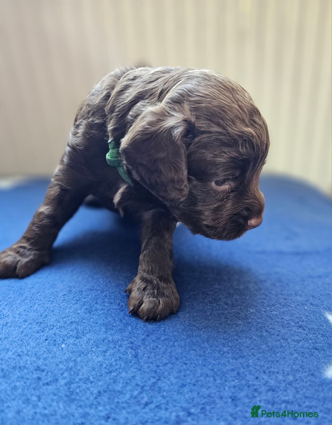 Cockapoo dogs for sale: Beautiful Chunky f2 Cockapoo Puppies  - Image 4