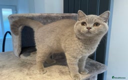 British Shorthair cats for sale: LILAC BRITISH SHORTHAIR FEMALE  GCCF ACTIVE - Image 1