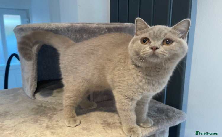 British Shorthair cats - Advert 8