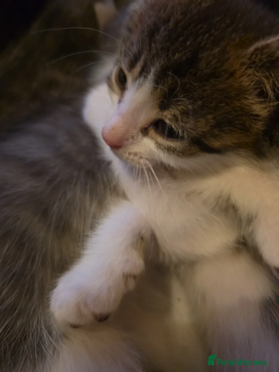 Mixed Breed cats for sale: Kittens - Advert 6