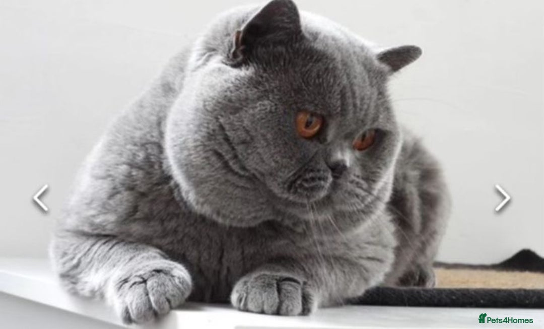 British Shorthair cats for sale: British shorthair kittens for sale  - Image 12