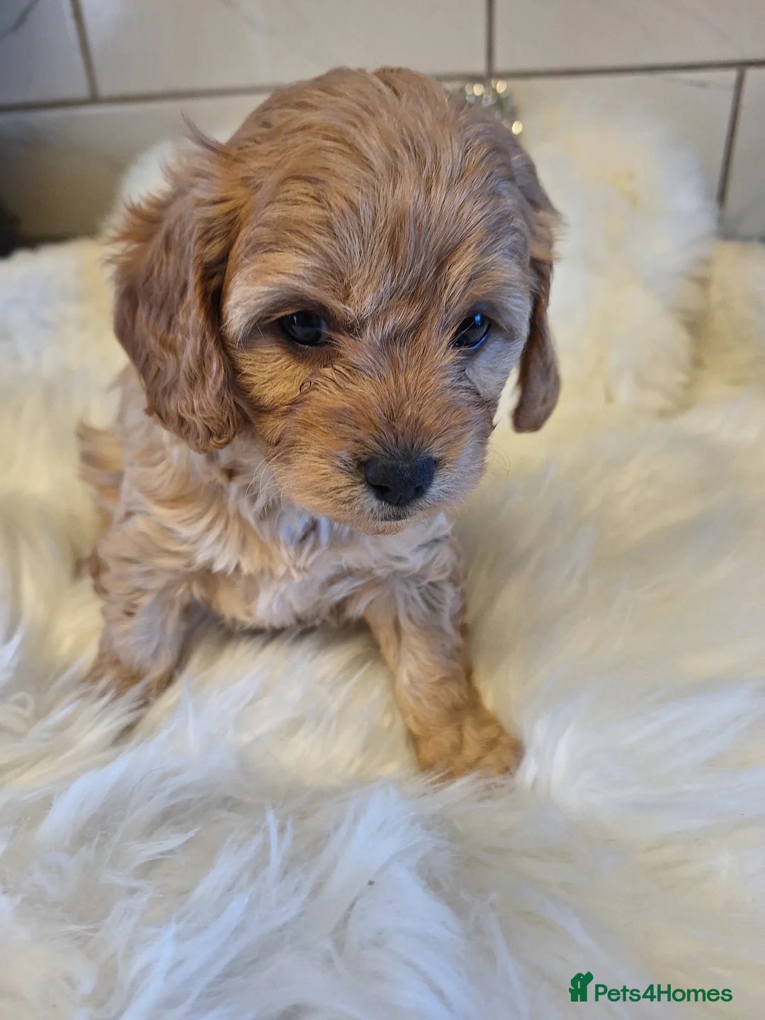Cavapoo dogs for sale: F1 CAVAPOO PUPPIES  - Advert 2