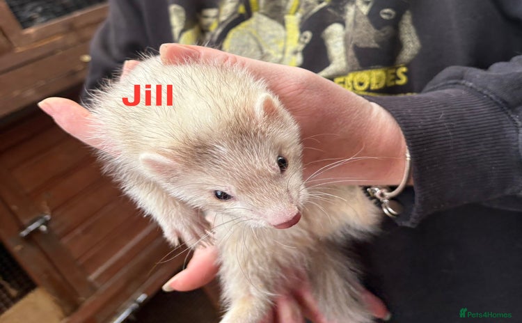 Ferret rodents - Advert 2