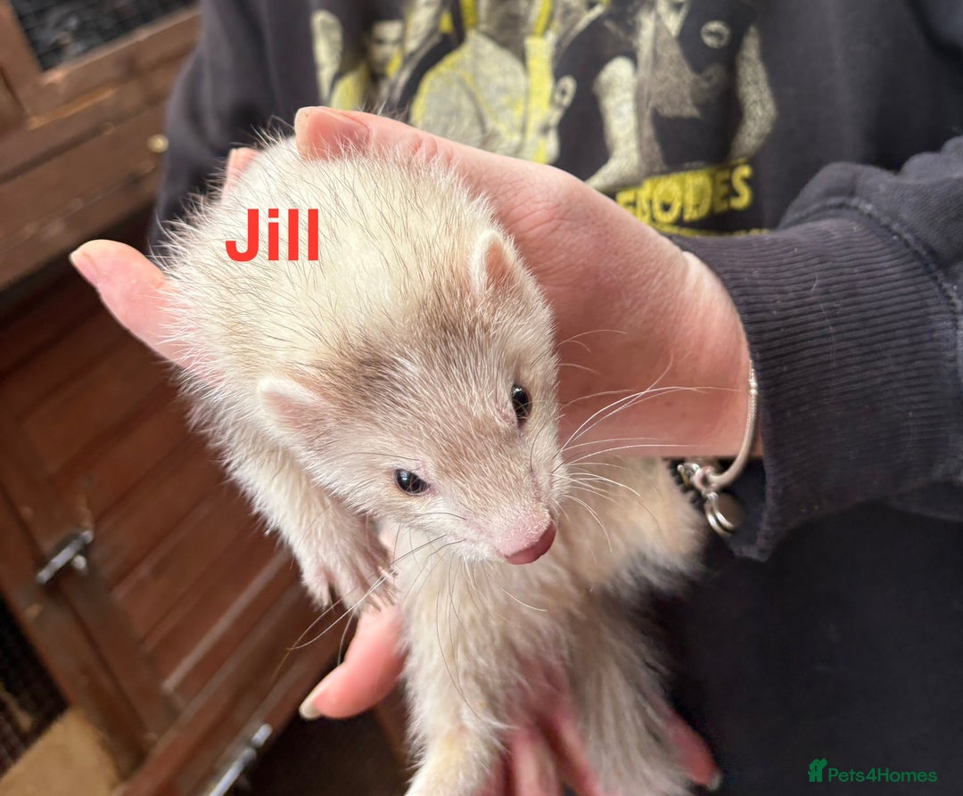 Ferret rodents for sale: Part-angora kits  - Image 1