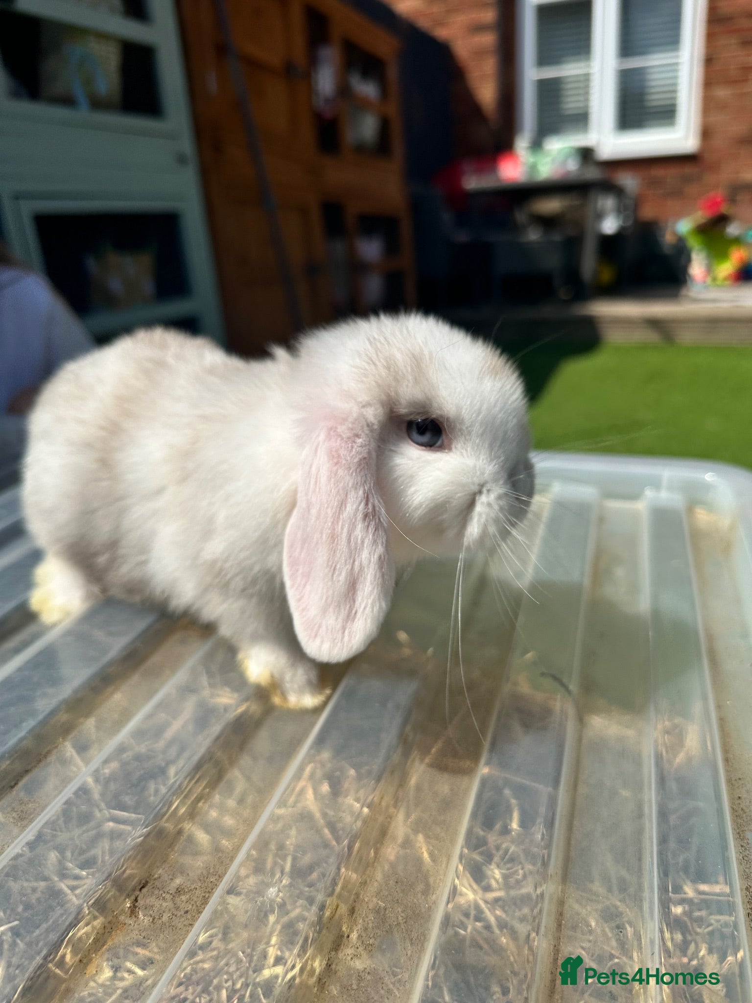Mini Lop rabbits 🐰 Pure Bred Mini Lop Kits - READY TO LEAVE! 🐰 - Advert 1