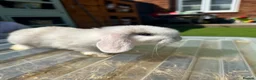 Mini Lop rabbits for sale: 🐰 Pure Bred Mini Lop Kits 🐰 - Advert 2