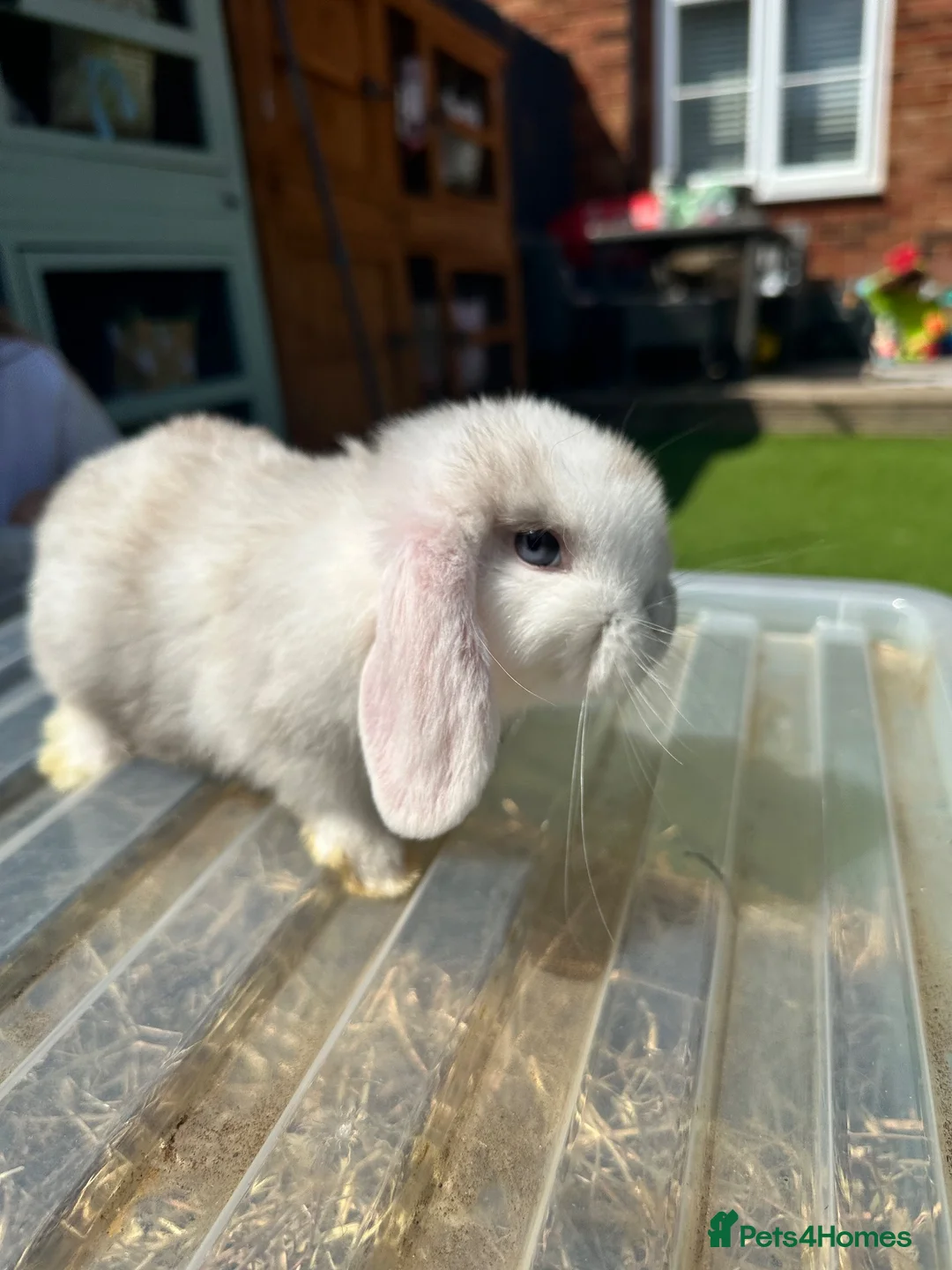 Mini Lop rabbits for sale: 🐰 Pure Bred Mini Lop Kits 🐰 - Advert 2