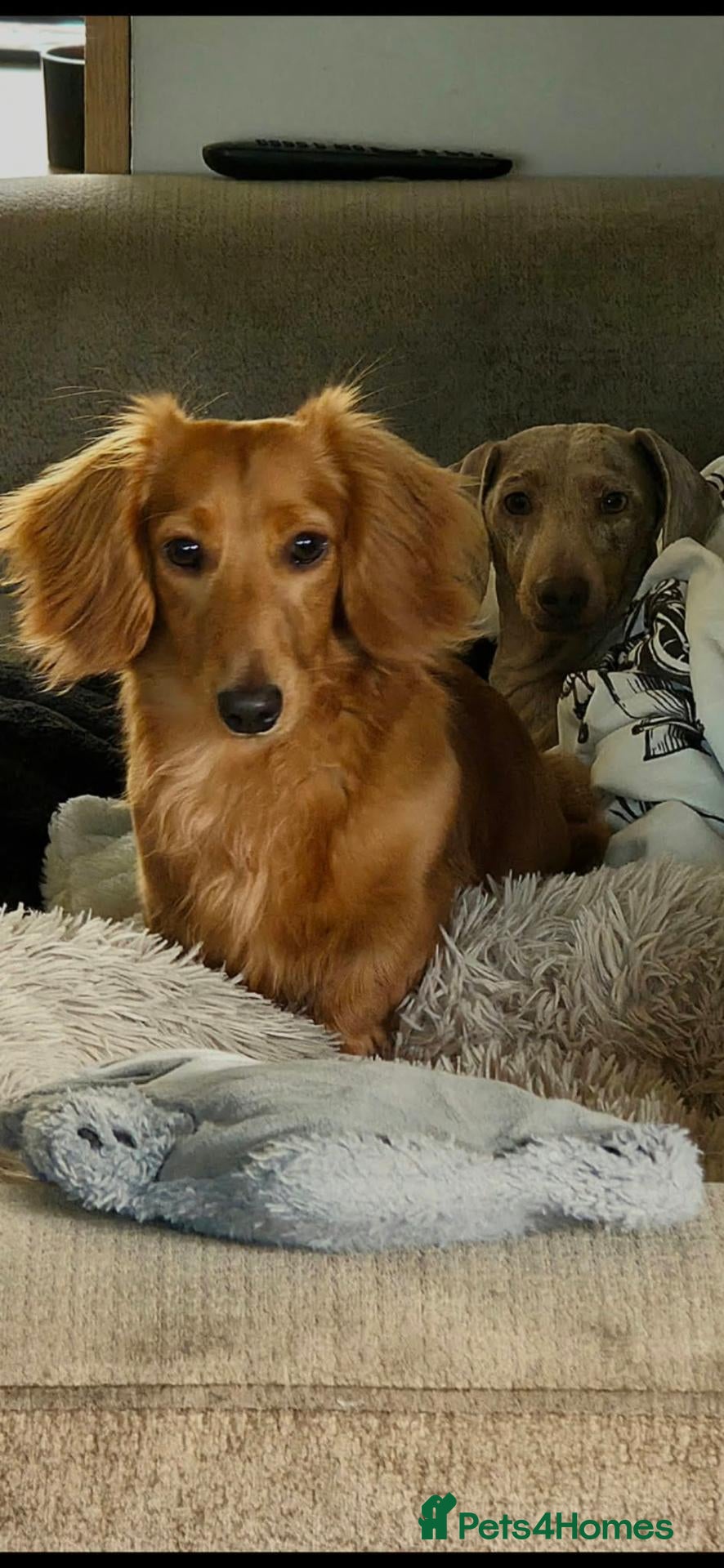 Miniature Dachshund dogs for stud: KC Registered Stud dog - Advert 1