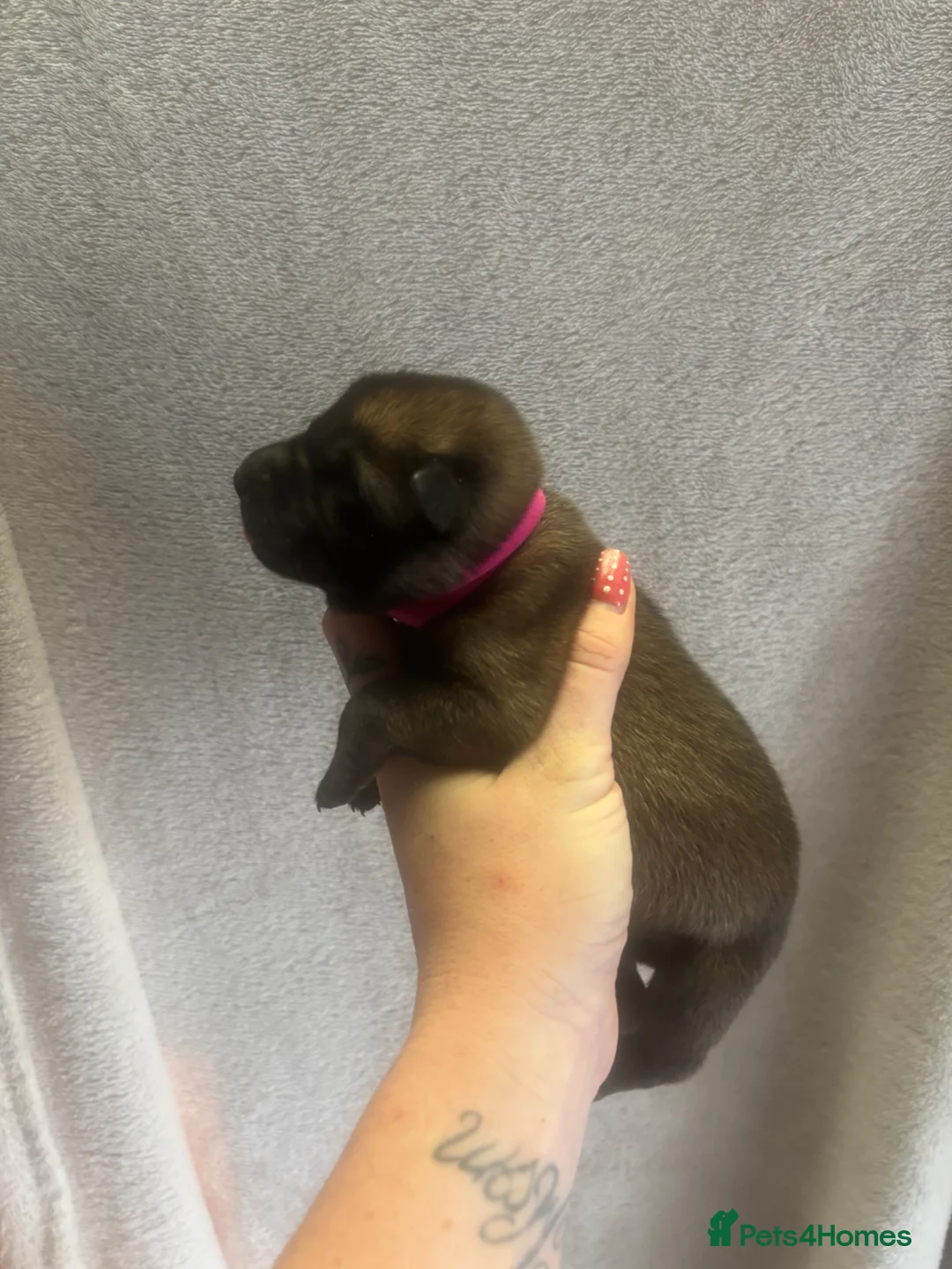 Belgian Shepherd Dog dogs for sale: True to type Belgian Malinois Pups  - Advert 2