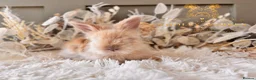 Angora rabbits for sale: BEAUTIFUL LITTER OF ANGORAS - Advert 7