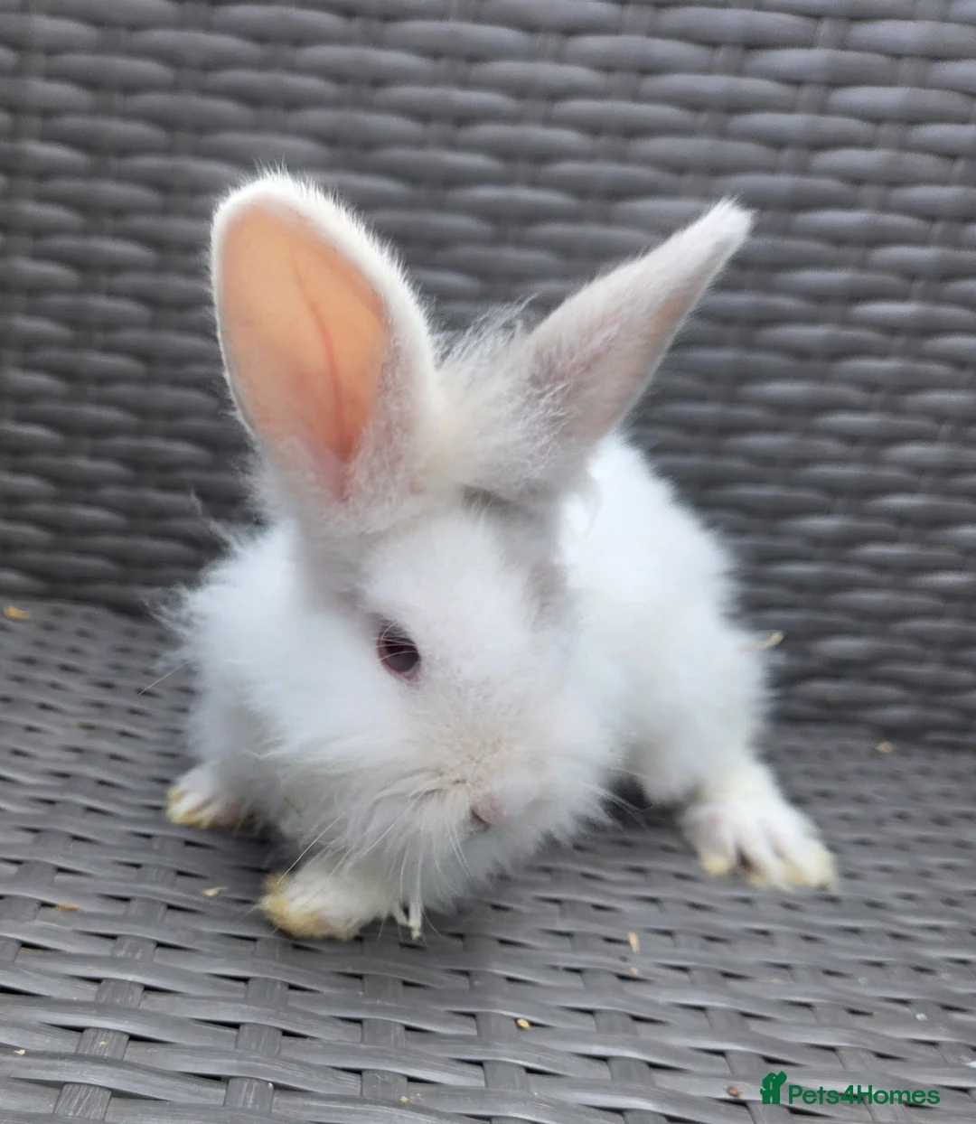 Mixed Breed rabbits for sale: Female bunnie  - Advert 1
