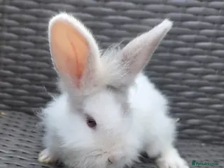 Mixed Breed rabbits Female bunnie - Advert 6