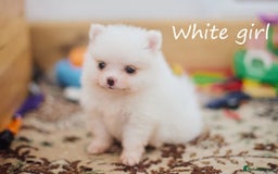 Pomeranian dogs for sale: KC Pomeranian puppies (Korean lines) - Image 20