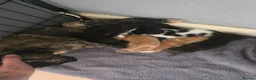 Mixed Breed cats for sale: A mix of beautiful kittens - Advert 19