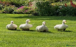 Ducks poultry for sale: Aylesbury Drakes and Ducks - Image 1