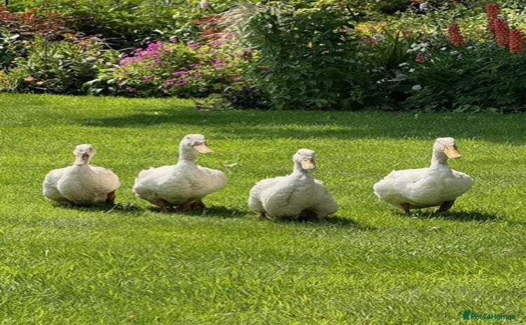 Ducks poultry - Advert 1