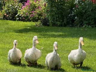 Ducks poultry - Advert 15