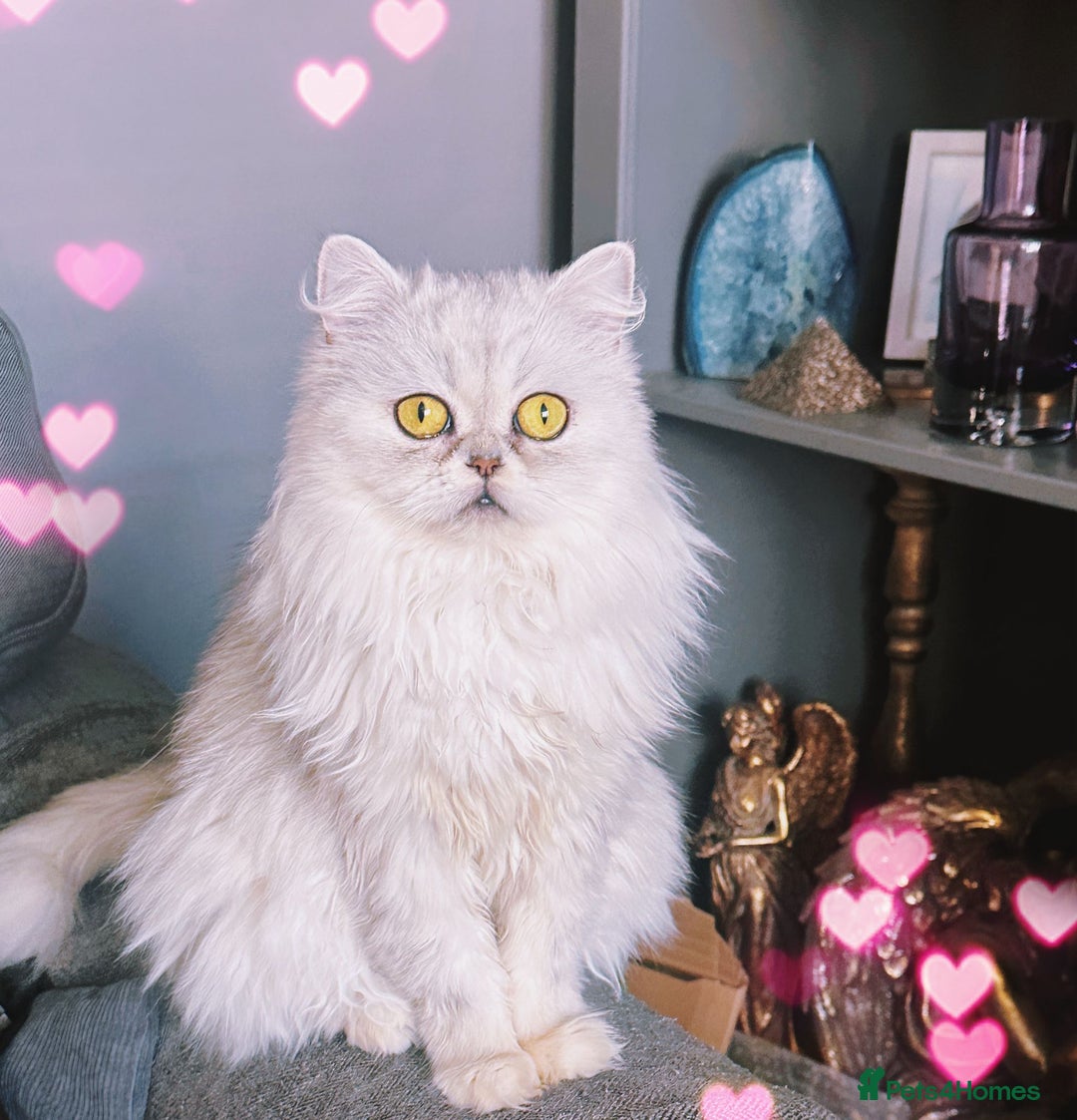 Scottish Fold cats for sale: RARE Triple folded ear Scottish fold kittens  - Image 16
