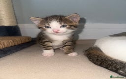 Mixed Breed cats for sale: MIXED TABBY - Image 5