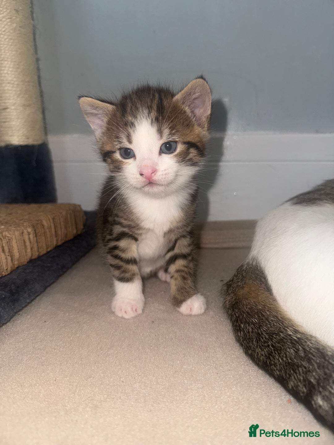 Mixed Breed cats for sale: MIXED TABBY - Image 5