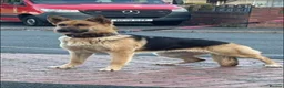 Mixed Breed dogs for sale: Beautiful puppies looking for the new home  - Advert 1