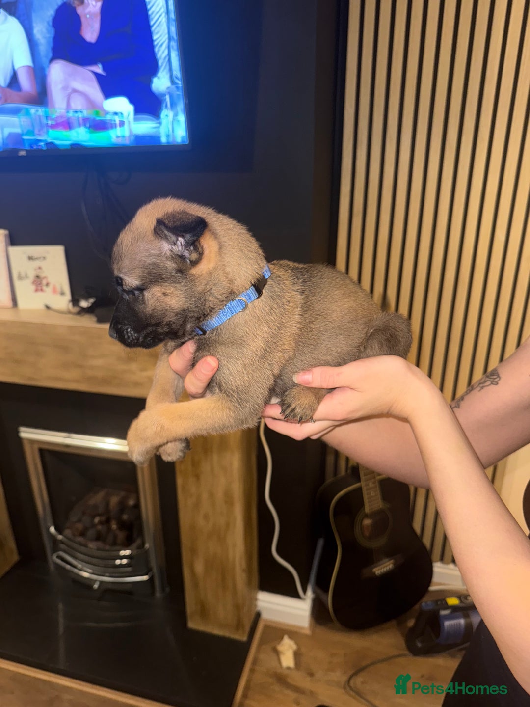 Belgian Shepherd Dog dogs for sale: Pure Belgian Malinois Puppies - Advert 11