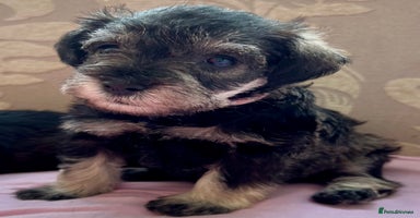 Schnoodle dogs - Advert 1