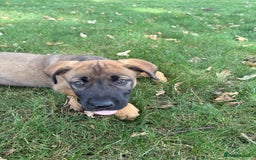 Belgian Shepherd Dog dogs for sale: Dutch Herder x Alano Espanol Pupies - Image 6